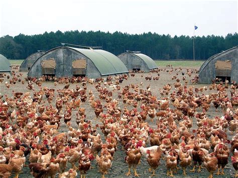 Chickens for sale in wisconsin. Things To Know About Chickens for sale in wisconsin. 